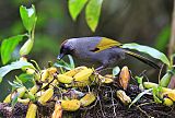 Silver-eared Laughingthrushborder=